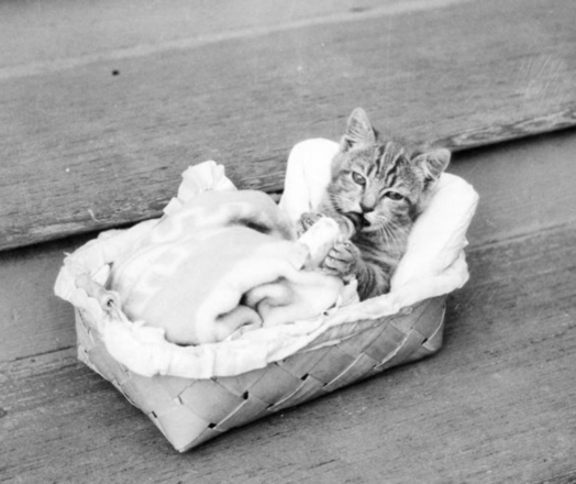 Black and white photo of a shorthaired tabby kitten looking very snug and happy tucked into a small basket with a pillow and blanket. The kitten is lying on its back and drinking from a baby bottle that it holds in its front paws.